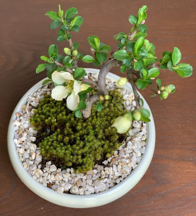 白花 長寿梅 （ちょうじゅばい） 優良素材